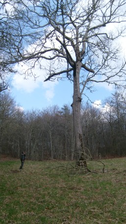 A huge oak tree on the edge of a strange field in the middle of the forest.